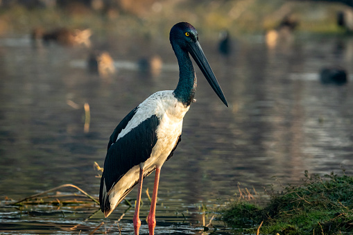 female Black necked stork portrait in early moning winter light with scenic background shallow water at keoladeo national park or bharatpur bird sanctuary rajasthan india - Ephippiorhynchus asiaticus