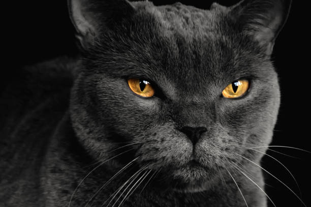 istock A gray Shorthair cat with yellow eyes looking at the camera. 1363049921