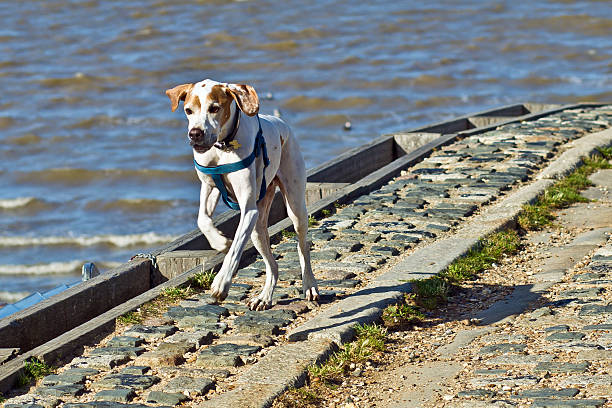 A happy dog with flapping ears on a seaside slipway.
