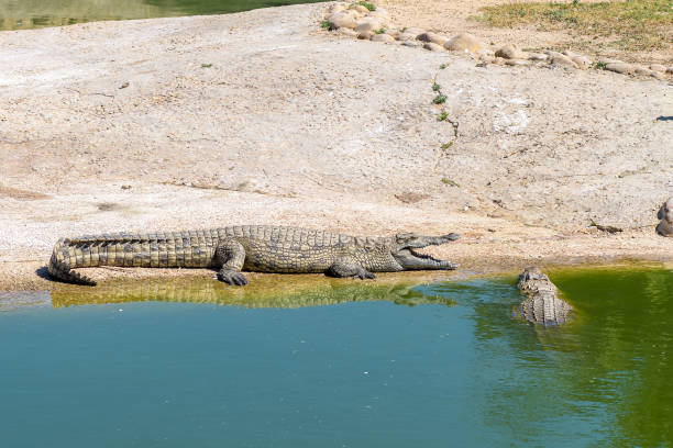 istock Nile crocodile, Crocodylus niloticus, with open mouth 1363051421