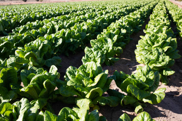 istock vast field of spinach plantation 1363051481