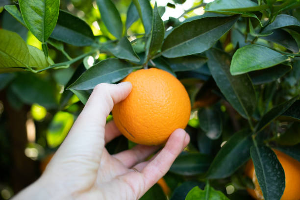istock harvesting ripe oranges from orange trees 1363051596