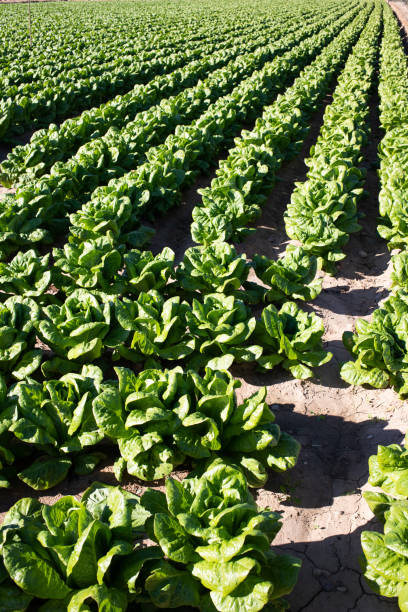istock vast field of spinach plantation 1363051597