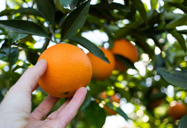 istock harvesting ripe oranges from orange trees 1363051717