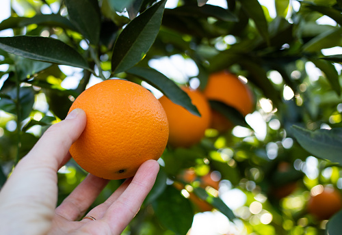 harvesting ripe oranges from orange trees