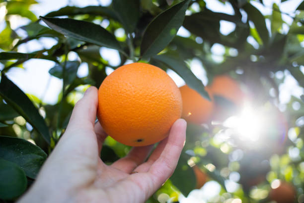 istock harvesting ripe oranges from orange trees 1363052116