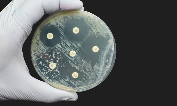 test di diffusione della suscettibilità antimicrobica antibiogramma kirby bauer - bacterium petri dish colony microbiology foto e immagini stock