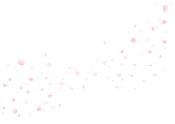 kirschblüte blizzard hintergrund, kirschblütenrahmen - hovering stock-grafiken, -clipart, -cartoons und -symbole