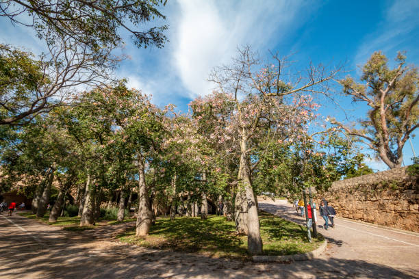 Silk Floss Trees at Turia Riverbed Gardens in Valencia, Spain, with people visible walking along the footpaths