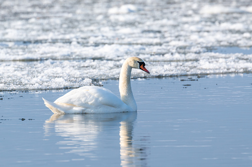 The white swan on the the Vistula river in winter. Flowing ice floe. Poland.