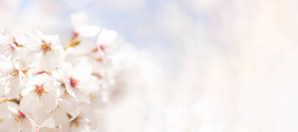 istock Spring camellia and cherry blossoms in full bloom background image 1363055258