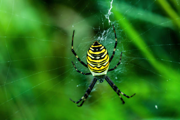 Wasp spider on cobweb in summer field. Argiope bruennichi is species of orb-web spider with striking yellow and black markings. Striped female arachnid on spiderwebb by green blurry background