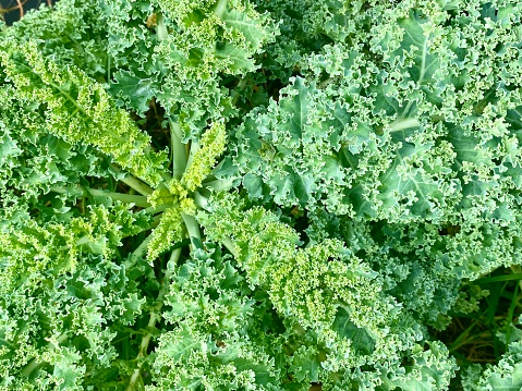 Horizontal flat lay looking down to centre of organic green curly kale growing in farm field vegetable garden