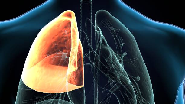 istock 3D Illustration Human Respiratory System Lungs Anatomy (Right Lung) 1363056445