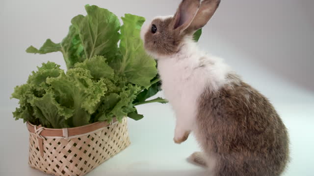 Adorable little baby rabbit bunny brown white eating green fresh lettuce leaves in basket while sitting on isolated white background. Animal eat vegetable and Easter concept. Slow motion