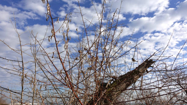 istock A tree without leaves, sparrows on a branch, a blue sky with white clouds. 1363059455