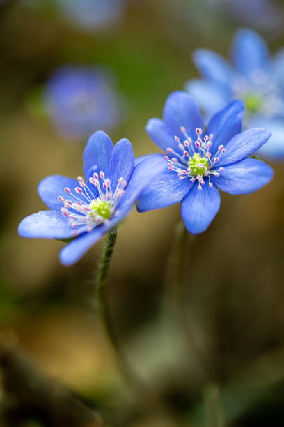 istock blue flowers outdoor 1363059835
