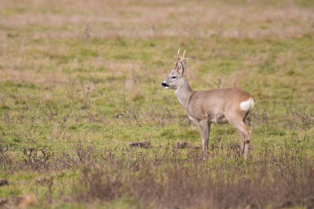 istock Roe deer buck on the field 1363060726