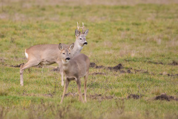 istock Roe deer buck on the field 1363060759
