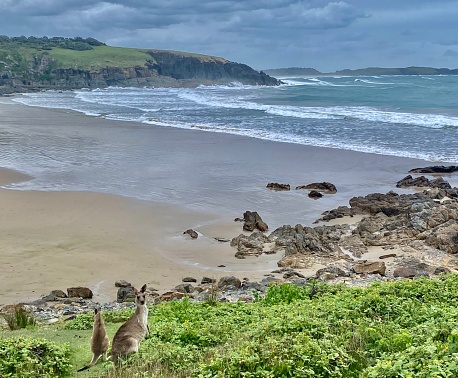 Horizontal seascape of wild kangaroo mother and Joey at bottom of green grassy headland beachside with coastal headland horizon while breaking waves roll onto rock lined sand at Emerald Beach near Coffs Harbour NSW Australia
