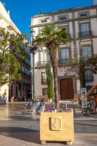 Palm Tree in Valencia, Spain, with people in the background in a Valencian square