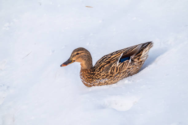 istock Female duck sits on the white snow 1363062004