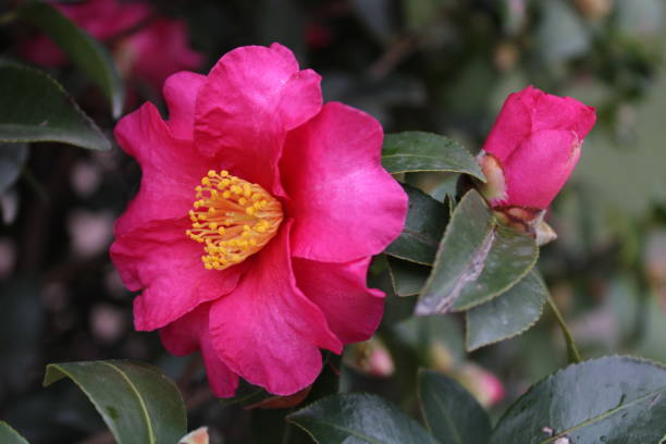 istock Flower and nature 1363062956
