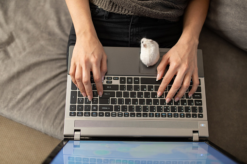 Young woman working on laptop and while she typing her mouse walking around. Photo taken from above