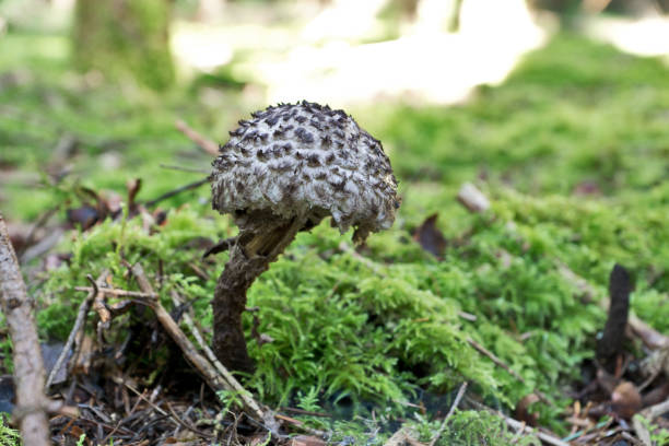 istock Old man of the woods 1363065075