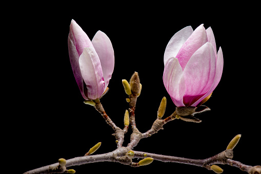 Blossoming pink magnolia flowers isolated on black background