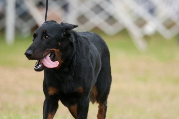istock Beauceron with tongue hanging out 1363066005