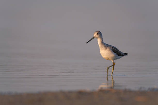 istock Common greenshank - tringa nebularia on the lake 1363066330