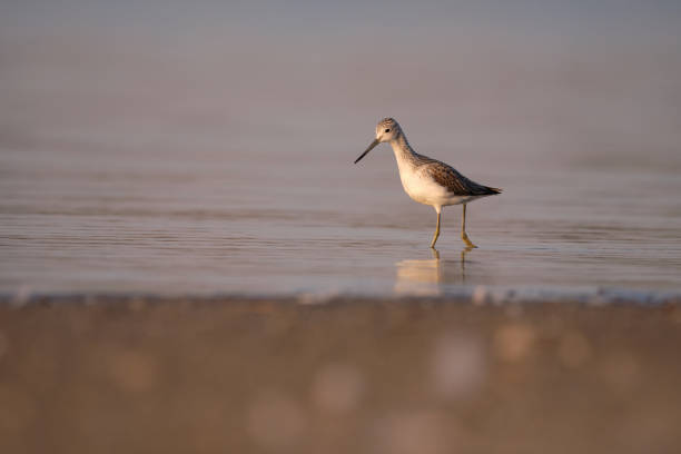 istock Common greenshank - tringa nebularia on the lake 1363066352