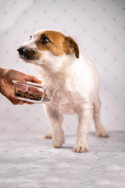 Portrait of white short hair Jack Russell Terrier dog standing beside dog food bowl and ignoring it. Sick or picky dog doesn't want to eat dog dry food. Pet's health or behavior concept. stock photo
