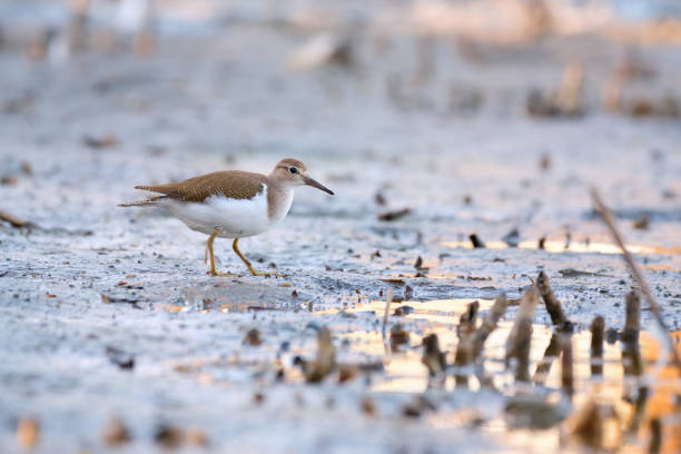 istock Common sandpiper - Actitis hypoleucos small shorebird 1363067982