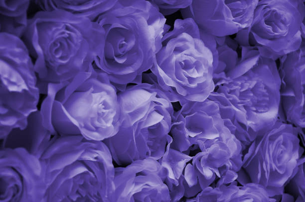 istock Lilac decorative roses on the wall. Flower buds, selective focus. Lilac roses pattern background. 1363069541