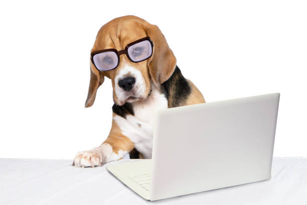 istock funny dog with glasses looking laptop 1363069625