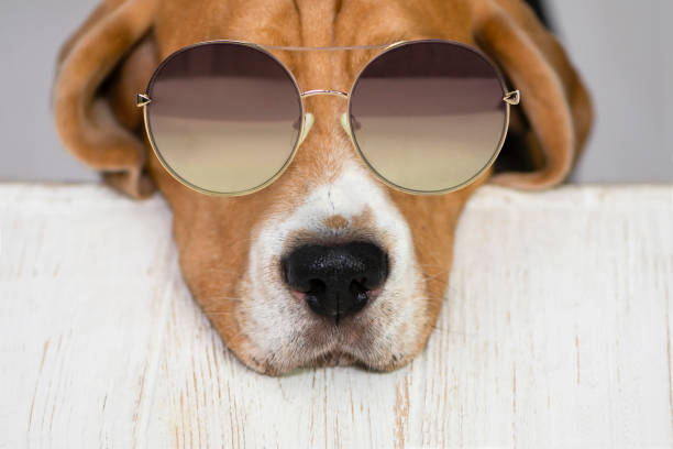 istock funny beagle dog face in sunglasses close up 1363069676