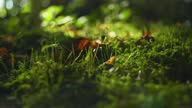 istock 4K cinematic footage of a beetle walking on some forest moss. (5) 1363069685