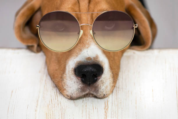 istock funny beagle dog face in sunglasses close up 1363069691