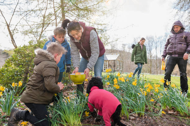 die ostereier finden - daffodil easter egg hunt easter easter egg stock-fotos und bilder