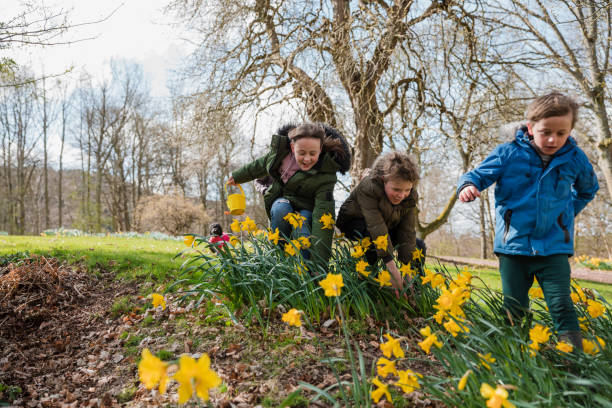 buscando huevos de pascua - daffodil easter egg hunt easter easter egg fotografías e imágenes de stock