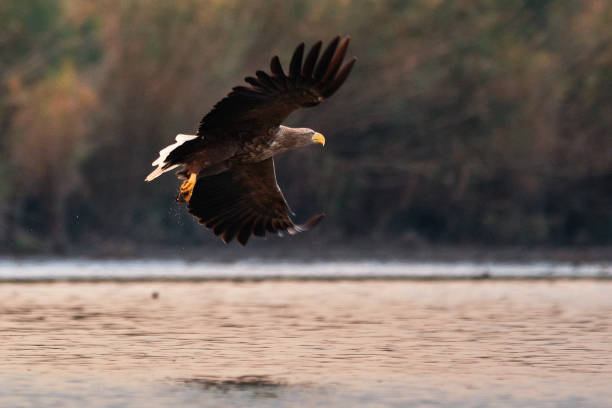 istock White-tailed eagle hunting a fish over the lake 1363071479