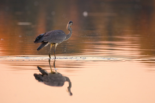 Grey heron fishing in the water