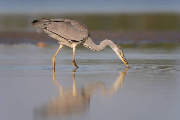 istock Grey heron fishing in the water 1363072444