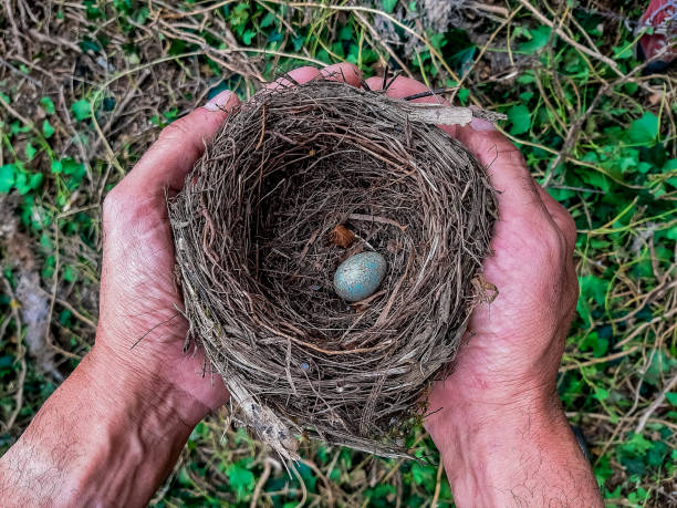 Human hands protect a fragile bird's nest that has a delicate chick's egg inside it.