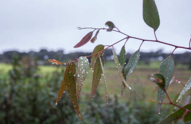 eukalyptusblätter unter regen voller tropfen - bluegum tree stock-fotos und bilder