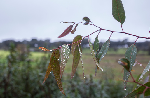 Eucalyptus leaves under rain full of drops. Tree introduced In Spain for the production of pulpwood