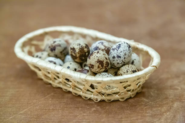 Fresh quail eggs. Dietary natural product in a thin spotted shell