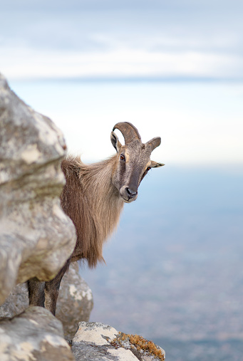 Tahr, Himalayan Mountain Goat, Table Mountain, Cape Town